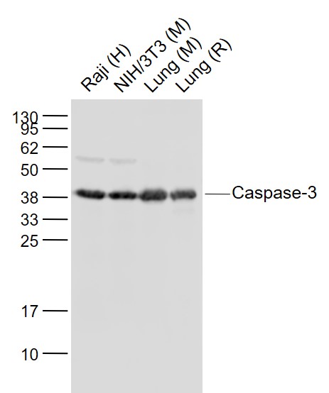 Lane 1: Human Raji cell lysates; Lane 2: Mouse NIH\/3T3 cell lysates; Lane 3: Mouse Lung lysates; Lane 4: Rat Lung lysates probed with Caspase 3 Polyclonal Antibody, Unconjugated (bs-0081R) at 1:1000 dilution and 4˚C overnight incubation. Followed by conjugated secondary antibody incubation at 1:20000 for 60 min at 37˚C.