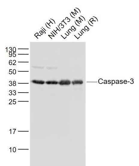 Lane 1: Human Raji cell lysates; Lane 2: Mouse NIH/3T3 cell lysates; Lane 3: Mouse Lung lysates; Lane 4: Rat Lung lysates probed with Caspase 3 Polyclonal Antibody, Unconjugated (bs-0081R) at 1:1000 dilution and 4˚C overnight incubation. Followed by conjugated secondary antibody incubation at 1:20000 for 60 min at 37˚C.