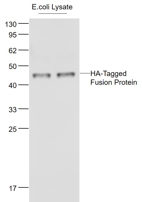 Lane 1: E.coli Lysate lysates probed with HA tag Polyclonal Antibody, Unconjugated (bs-0966R) at 1:1000 dilution and 4˚C overnight incubation. Followed by conjugated secondary antibody incubation at 1:20000 for 60 min at 37˚C.