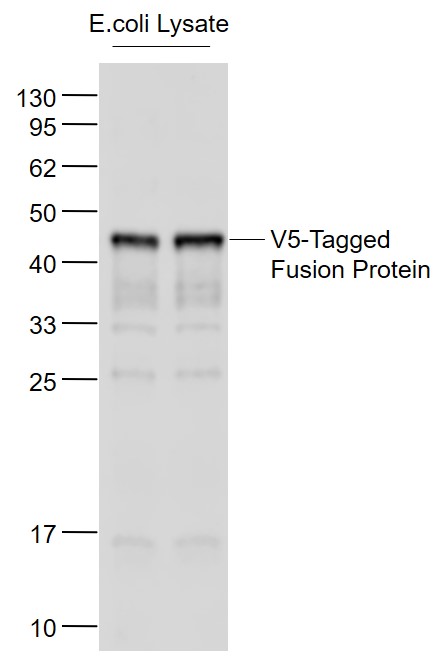 Lane 1: E.coli Lysate lysates probed with V5 tag Polyclonal Antibody, Unconjugated (bs-2109R) at 1:1000 dilution and 4˚C overnight incubation. Followed by conjugated secondary antibody incubation at 1:20000 for 60 min at 37˚C.