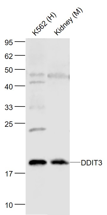 Lane 1: Human K562 cell lysates; Lane 2: Mouse Kidney lysates probed with GADD153\/DDIT3 Polyclonal Antibody, Unconjugated (bs-20669R) at 1:1000 dilution and 4˚C overnight incubation. Followed by conjugated secondary antibody incubation at 1:20000 for 60 min at 37˚C.