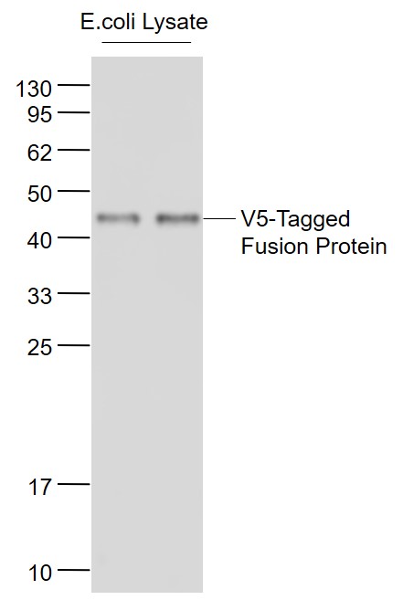 V5-Tagged Fusion Protein Overexpression E.coli Lysates probed with V5 tag Monoclonal Antibody, Unconjugated (bsm-33005M ) at 1:1000 dilution and 4˚C overnight incubation. Followed by conjugated secondary antibody incubation at 1:20000 for 60 min at 37˚C.