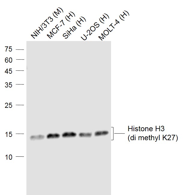 Lane 1: Mouse NIH/3T3 cell lysates; Lane 2: Human MCF-7 cell lysates; Lane 3: Human Siha cell lysates; Lane 4: Human U-2OS cell lysates; Lane 5: Human MOLT-4 cell lysates probed with Histone H3 Monoclonal Antibody, Unconjugated (bsm-33107M) at 1:1000 dilution and 4˚C overnight incubation. Followed by conjugated secondary antibody incubation at 1:20000 for 60 min at 37˚C.