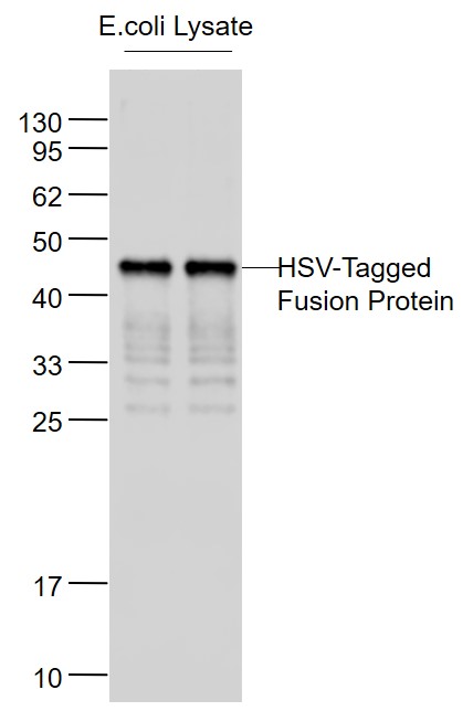 HSV-Tagged Fusion Protein Overexpression E.coli Lysates probed with HSV-Tag Monoclonal Antibody, Unconjugated (bsm-33119M) at 1:1000 dilution and 4˚C overnight incubation. Followed by conjugated secondary antibody incubation at 1:20000 for 60 min at 37˚C. HSV-Tagged Fusion Protein Overexpression E.coli Lysates probed with HSV-Tag Monoclonal Antibody, Unconjugated (bsm-33119M) at 1:1000 dilution and 4˚C overnight incubation. Followed by conjugated secondary antibody incubation at 1:20000 for 60 min at 37˚C.