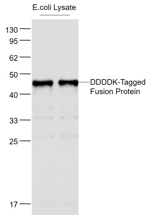 DDDDK-Tagged Fusion Protein Overexpression E.coli Lysates probed with Flag Tag Monoclonal Antibody, Unconjugated (bsm-33346M) at 1:1000 dilution and 4˚C overnight incubation. Followed by conjugated secondary antibody incubation at 1:20000 for 60 min at 37˚C.