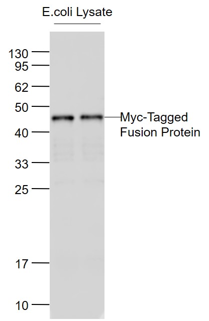 LMyc-Tagged Fusion Protein Overexpression E.coli Lysates probed with Myc Tag Monoclonal Antibody, Unconjugated (bsm-51003M) at 1:1000 dilution and 4˚C overnight incubation. Followed by conjugated secondary antibody incubation at 1:20000 for 60 min at 37˚C.