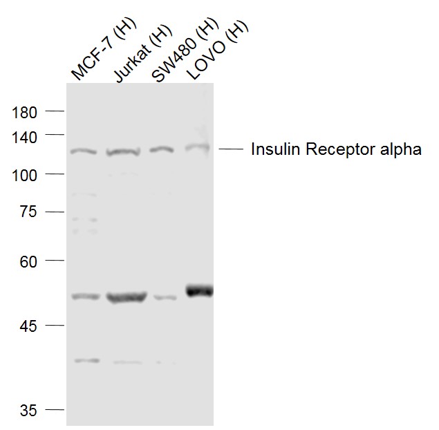 Lane 1: Human MCF-7 cell lysates; Lane 2: Human Jurkat cell lysates; Lane 3: Human SW480 cell lysates; Lane 4: Human LOVO cell lysates probed with Insulin Receptor alpha Polyclonal Antibody, Unconjugated (bs-0047R) at 1:500dilution and 4°C overnight incubation. Followed by conjugated secondary antibody incubation at 1:20000 for 60 min at 37°C.