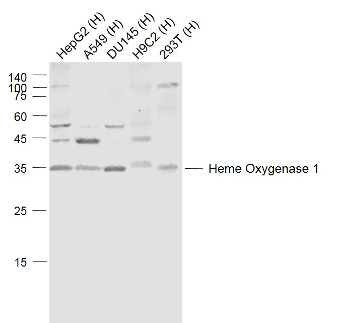 Lane 1: Human HepG2 cell lysates; Lane 2: Human A549 cell lysates; Lane 3: Human DU145 cell lysates; Lane 4: Human H9C2 cell lysates; Lane 5: Human 293T cell lysates probed with Heme Oxygenase Polyclonal  Antibody, Unconjugated (bs-2075R) at 1:1000 dilution and 4˚C overnight incubation. Followed by conjugated secondary antibody incubation at 1:20000 for 60 min at 37˚C.