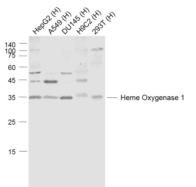 Lane 1: Human HepG2 cell lysates; Lane 2: Human A549 cell lysates; Lane 3: Human DU145 cell lysates; Lane 4: Human H9C2 cell lysates; Lane 5: Human 293T cell lysates probed with Heme Oxygenase Polyclonal Antibody, Unconjugated (bs-2075R) at 1:1000 dilution and 4˚C overnight incubation. Followed by conjugated secondary antibody incubation at 1:20000 for 60 min at 37˚C.