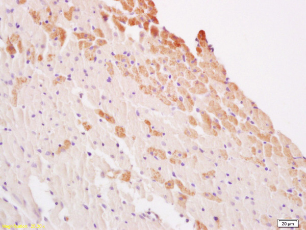 Formalin-fixed and paraffin embedded rat heart labeled with Anti LATS2 Polyclonal Antibody, Unconjugated (bs-4081R) at 1:200 followed by conjugation to the secondary antibody and DAB staining