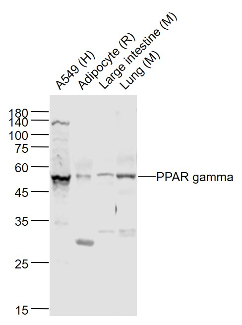 Lane 1: Human A549 cell lysates; Lane 2: Rat Adipocyte cell lysates; Lane 3: Mouse Large intestine lysates; Lane 4: Mouse Lung lysates probed with PPAR Polyclonal Antibody, Unconjugated (bs-0530R) at 1:1000 dilution and 4˚C overnight incubation. Followed by conjugated secondary antibody incubation at 1:20000 for 60 min at 37˚C.