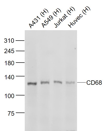 Lane 1: Human A431 cell lysates; Lane 2: Human A549 cell lysates; Lane 3: Human Jurkat cell lysates; Lane 4: Human HUVEC cell lysates probed with CD68 Polyclonal Antibody, Unconjugated (bs-1432R) at 1:1000 dilution and 4˚C overnight incubation. Followed by conjugated secondary antibody incubation at 1:20000 for 60 min at 37˚C.