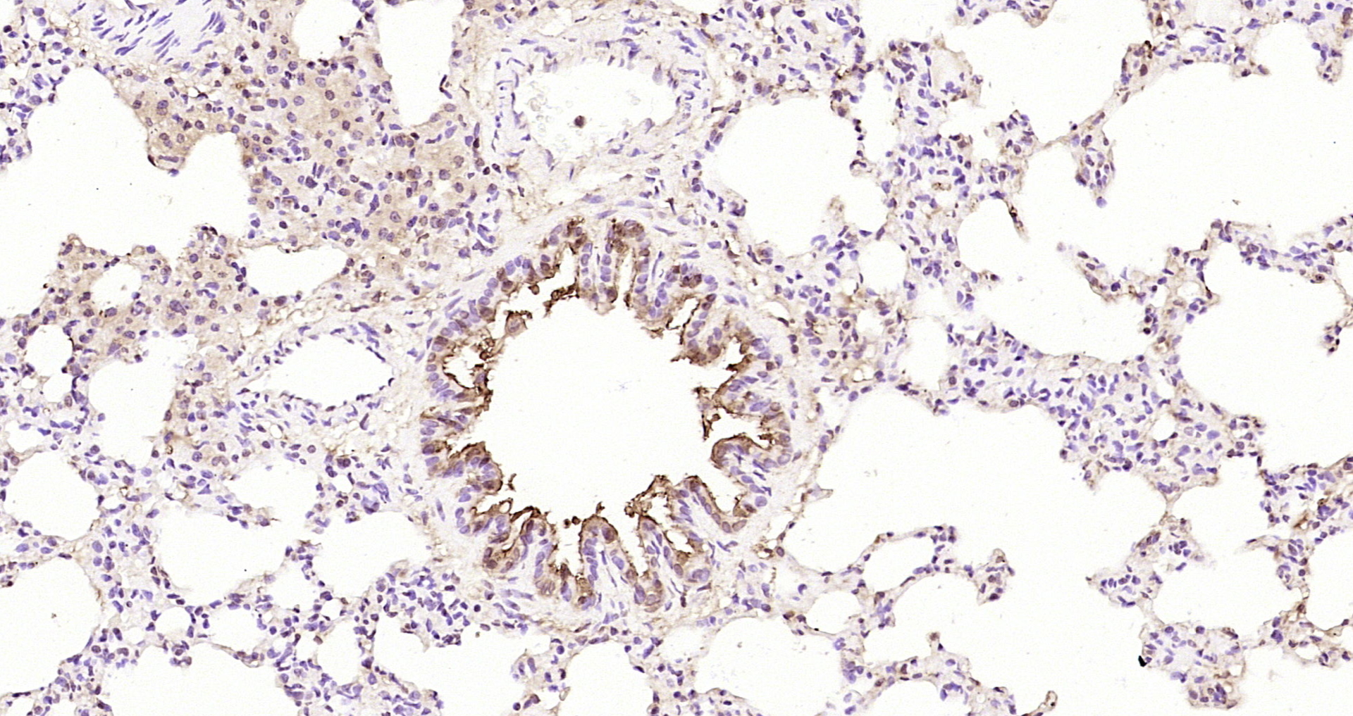 Paraformaldehyde-fixed, paraffin embedded Rat lung; Antigen retrieval by boiling in sodium citrate buffer (pH6.0) for 15min; Block endogenous peroxidase by 3% hydrogen peroxide for 20 minutes; Blocking buffer (normal goat serum) at 37°C for 30min; Antibody incubation with Selenium Binding Protein 1 Polyclonal Antibody, Unconjugated (bs-4200R) at 1:200 overnight at 4°C, DAB staining. Paraformaldehyde-fixed, paraffin embedded Rat lung; Antigen retrieval by boiling in sodium citrate buffer (pH6.0) for 15min; Block endogenous peroxidase by 3% hydrogen peroxide for 20 minutes; Blocking buffer (normal goat serum) at 37°C for 30min; Antibody incubation with Selenium Binding Protein 1 Polyclonal Antibody, Unconjugated (bs-4200R) at 1:200 overnight at 4°C, DAB staining.