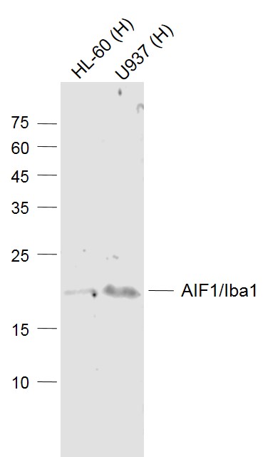 Lane 1: Human HL-60 cell lysates; Lane 2: Human U937 cell lysates probed with AIF1/Iba1 Polyclonal Antibody, Unconjugated (bs-34006R) at 1:1000 dilution and 4˚C overnight incubation. Followed by conjugated secondary antibody incubation at 1:20000 for 60 min at 37˚C.