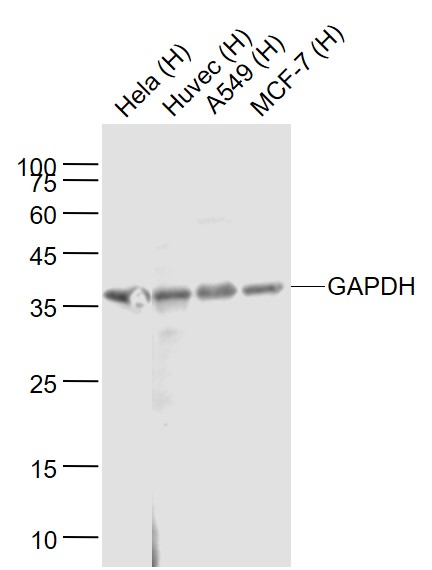 Lane 1: Human Hela cell lysates; Lane 2: Human HUVEC cell lysates; Lane 3: Human A549 cell lysates; Lane 4: Human MCF-7 cell lysates probed with GAPDH Monoclonal Antibody, Unconjugated (bsm-0978M ) at 1:1000 dilution and 4˚C overnight incubation. Followed by conjugated secondary antibody incubation at 1:20000 for 60 min at 37˚C.