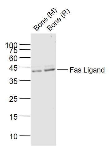 Lane 1: Mouse Bone lysates; Lane 2: Rat Bone lysates probed with Fas Ligand Polyclonal Antibody, Unconjugated (bs-0216R) at 1:1000 dilution and 4˚C overnight incubation. Followed by conjugated secondary antibody incubation at 1:20000 for 60 min at 37˚C.