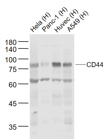 Lane 1: Human Hela cell lysates; Lane 2: Human PANC-1 cell lysates; Lane 3: Human HUVEC cell lysates; Lane 4: Human A549 cell lysates probed with CD44 Polyclonal Antibody, Unconjugated (bs-0521R) at 1:1000 dilution and 4˚C overnight incubation. Followed by conjugated secondary antibody incubation at 1:20000 for 60 min at 37˚C.
