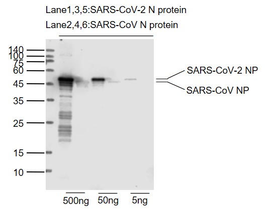 Lane 1, 3, 5: SARS-CoV-2 N protein (Cat# bs-41417P); Lane 2, 4, 6: SARS-CoV N protein (Cat# bs-49002P); probed with SARS-CoV-2 (1G4) Nucleocapsid protein Monoclonal Antibody, Unconjugated (bsm-41267M) at 1:1000 dilution and 4˚C overnight incubation. Followed by conjugated secondary antibody incubation at 1:20000 for 60 min at 37˚C.