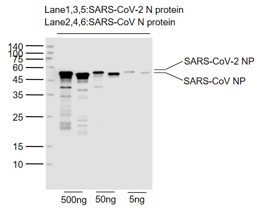 Lane 1, 3, 5: SARS-CoV-2 N protein (Cat# bs-41417P); Lane 2, 4, 6: SARS-CoV N protein (Cat# bs-49002P); probed with SARS-CoV-2 (1E8) Nucleocapsid protein Monoclonal Antibody, Unconjugated (bsm-41268M) at 1:1000 dilution and 4˚C overnight incubation. Followed by conjugated secondary antibody incubation at 1:20000 for 60 min at 37˚C.