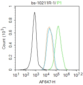 MCF-7 cells were fixed with 4% PFA for 10min at room temperature,permeabilized with 90% ice-cold methanol for 20 min at -20℃, and incubated in 5% BSA blocking buffer for 30 min at room temperature. Cells were then stained with FoxP3 Polyclonal Antibody(bs-10211R)at 1:100 dilution in blocking buffer and incubated for 30 min at room temperature, washed twice with 2%BSA in PBS, followed by secondary antibody incubation for 40 min at room temperature. Acquisitions of 20,000 events were performed. Cells stained with primary antibody (green), and isotype control (orange).