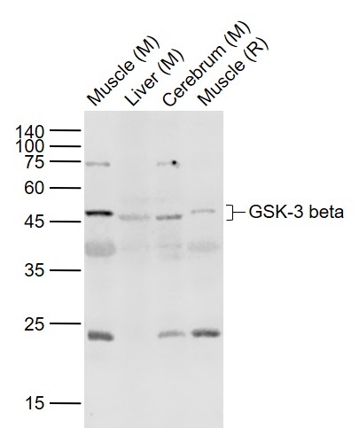 Lane 1: Mouse Muscle lysates; Lane 2: Mouse Liver lysates; Lane 3: Mouse Cerebrum lysates; Lane 4: Rat Muscle lysates probed with GSK3B Polyclonal  Antibody, Unconjugated (bs-0023R) at 1:1000 dilution and 4˚C overnight incubation. Followed by conjugated secondary antibody incubation at 1:20000 for 60 min at 37˚C.