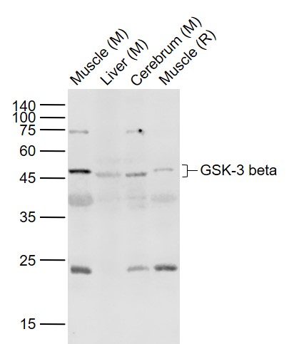 Lane 1: Mouse Muscle lysates; Lane 2: Mouse Liver lysates; Lane 3: Mouse Cerebrum lysates; Lane 4: Rat Muscle lysates probed with GSK3B Polyclonal  Antibody, Unconjugated (bs-0023R) at 1:1000 dilution and 4°C overnight incubation. Followed by conjugated secondary antibody incubation at 1:20000 for 60 min at 37°C.