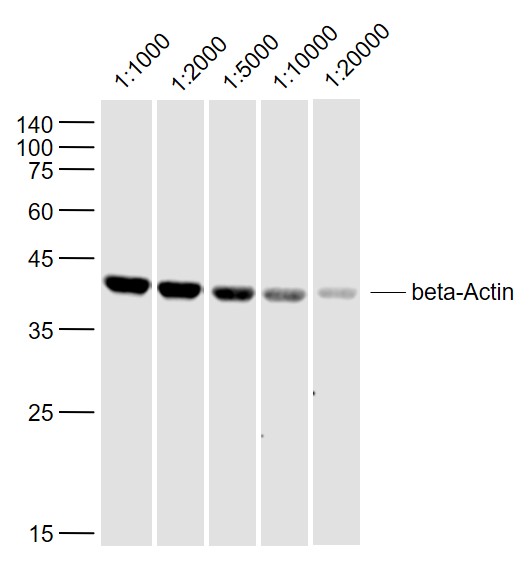 Sample:\r\nThymus (Mouse) Lysate at 40 ug\r\nPrimary:\r\nAnti-beta-Actin (bs-0061R) at 1\/1000~1\/20000 dilution\r\nSecondary: IRDye800CW Goat Anti-Rabbit IgG at 1\/20000 dilution\r\nPredicted band size: 42 kD\r\nObserved band size: 42 kD