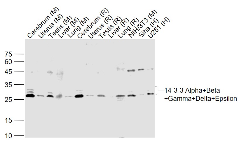 14 3 3 Alpha Beta Gamma Delta Epsilon Antibody Bioss