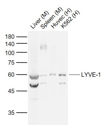 Lane 1: Mouse Liver tissue lysates; Lane 2: Mouse Spleen tissue lysates; Lane 3: Human Huvec cell lysates; Lane 4: Human K562 cell lysates probed with LYVE-1 Polyclonal Antibody, Unconjugated (bs-1311R) at 1:1000 dilution and 4°C overnight incubation. Followed by conjugated secondary antibody incubation at 1:20000 for 60 min at 37˚C.