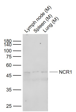 Lane 1: Mouse Lymph node lysates; Lane 2: Mouse Spleen lysates; Lane 3: Mouse Lung lysates probed with NCR1 Polyclonal  Antibody, Unconjugated (bs-10027R) at 1:1000 dilution and 4˚C overnight incubation. Followed by conjugated secondary antibody incubation at 1:20000 for 60 min at 37˚C.