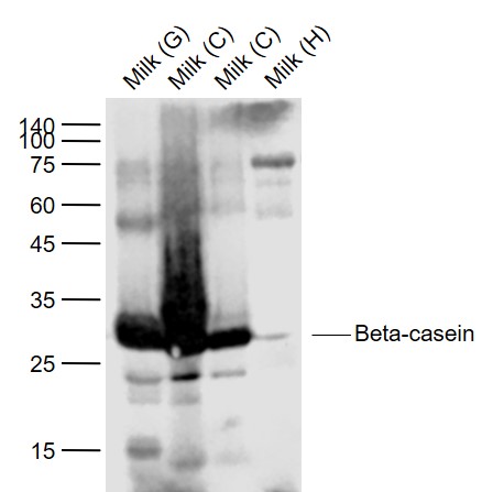 Lane 1: Milk (Goat) Lysate at 2 ug_x000D_ Lane 2: Milk (Cow) Lysate at 30 ug_x000D_ Lane 3: Milk (Cow) Lysate at 3 ug_x000D_ Lane 4: Milk (Human) Lysate at 30 ug_x000D_ Primary: Anti-Beta-casein (bs-10032R) at 1/1000 dilution_x000D_ Secondary: IRDye800CW Goat Anti-Rabbit IgG at 1/20000 dilution Lane 1: Milk (Goat) Lysate at 2 ug_x000D_ Lane 2: Milk (Cow) Lysate at 30 ug_x000D_ Lane 3: Milk (Cow) Lysate at 3 ug_x000D_ Lane 4: Milk (Human) Lysate at 30 ug_x000D_ Primary: Anti-Beta-casein (bs-10032R) at 1/1000 dilution_x000D_ Secondary: IRDye800CW Goat Anti-Rabbit IgG at 1/20000 dilution