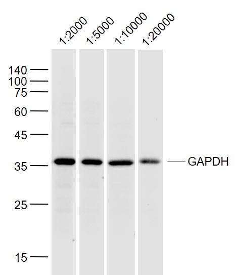 Gapdh Polyconal Antibody Bioss