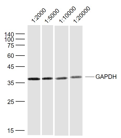 Sample:\r\nHela (Human) Lysate at 40 ug\r\nPrimary:\r\nGAPDH (bsm-33033M) at 1\/2000~1\/20000 dilution\r\nSecondary: IRDye800CW Goat Anti-Mouse IgG at 1\/20000 dilution
