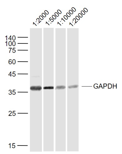 Sample:\r\nCerebrum (Rat) Lysate at 40 ug\r\nPrimary:\r\nGAPDH (bsm-33033M) at 1\/2000~1\/20000 dilution\r\nSecondary: IRDye800CW Goat Anti-Mouse IgG at 1\/20000 dilution