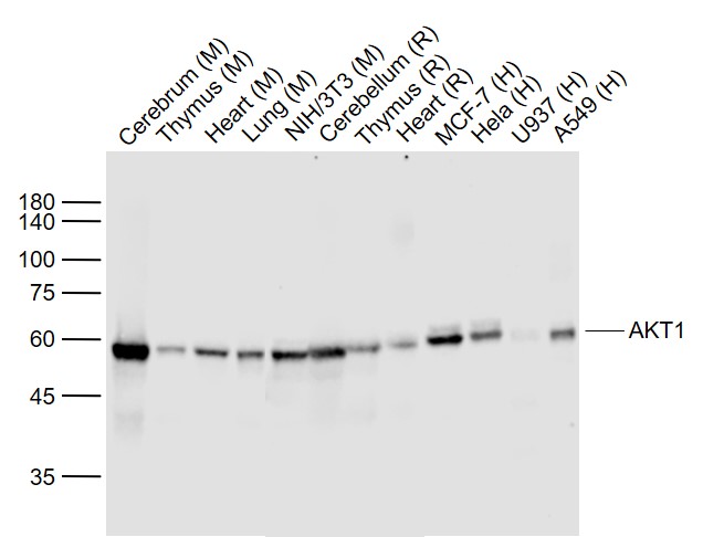 Lane 1: Mouse Cerebrum lysates; Lane 2: Mouse Thymus lysates; Lane 3: Mouse Heart lysates; Lane 4: Mouse Lung lysates; Lane 5: Mouse NIH/3T3 cell lysates; Lane 6: Rat Cerebellum lysates; Lane 7: Rat Thymus lysates; Lane 8: Rat Heart lysates; Lane 9: Human MCF-7 cell lysates; Lane 10: Human Hela cell lysates; Lane 11: Human U937 cell lysates; Lane 12: Human A549 cell lysates probed with AKT1 (11F2) Monoclonal Antibody, Unconjugated (bsm-52010R) at 1:1000 dilution and 4˚C overnight incubation. Followed by conjugated secondary antibody incubation at 1:20000 for 60 min at 37˚C.