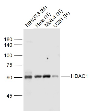 Lane 1: Mouse NIH/3T3 cell lysates; Lane 2: Human Hela cell lysates; Lane 3: Human MOLT-4 cell lysates; Lane 4: Human U251 cell lysates probed with HDAC1 Monoclonal Antibody, Unconjugated bsm-52080R) at 1:1000 dilution and 4˚C overnight incubation. Followed by conjugated secondary antibody incubation at 1:20000 for 60 min at 37˚C.