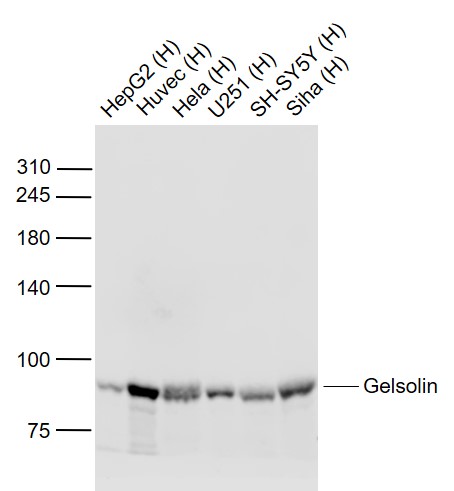 Lane 1: Human HepG2 cell lysates; Lane 2: Human HUVEC cell lysates; Lane 3: Human Hela cell lysates; Lane 4: Human U251 cell lysates; Lane 5: Human SH-SY5Y cell lysates; Lane 6: Human Siha cell lysates probed with Gelsolin Monoclonal Antibody, Unconjugated (bsm-54290R) at 1:1000 dilution and 4˚C overnight incubation. Followed by conjugated secondary antibody incubation at 1:20000 for 60 min at 37˚C.