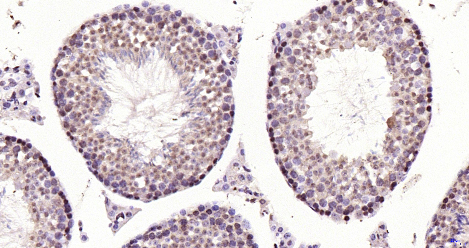 Paraformaldehyde-fixed, paraffin embedded Mouse testis; Antigen retrieval by boiling in sodium citrate buffer (pH6.0) for 15min; Block endogenous peroxidase by 3% hydrogen peroxide for 20 minutes; Blocking buffer (normal goat serum) at 37°C for 30min; Antibody incubation with BRN3B Polyclonal Antibody, Unconjugated (bs-6985R) at 1:200 overnight at 4°C, DAB staining.