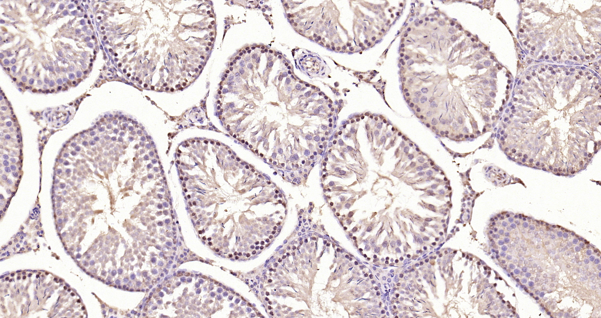 Paraformaldehyde-fixed, paraffin embedded Rat testis; Antigen retrieval by boiling in sodium citrate buffer (pH6.0) for 15min; Block endogenous peroxidase by 3% hydrogen peroxide for 20 minutes; Blocking buffer (normal goat serum) at 37°C for 30min; Antibody incubation with Smad3 (Ser423 + Ser425) Polyclonal Antibody, Unconjugated (bs-3425R) at 1:200 overnight at 4°C, DAB staining.