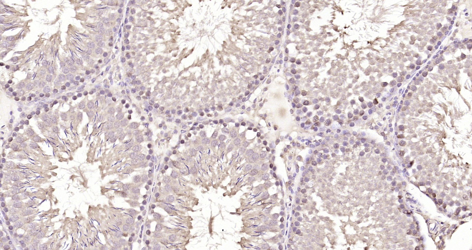 Paraformaldehyde-fixed, paraffin embedded Rat testis; Antigen retrieval by boiling in sodium citrate buffer (pH6.0) for 15min; Block endogenous peroxidase by 3% hydrogen peroxide for 20 minutes; Blocking buffer (normal goat serum) at 37°C for 30min; Antibody incubation with Retinoic acid induced 17 Polyclonal Antibody, Unconjugated (bs-7709R) at 1:200 overnight at 4°C, DAB staining.