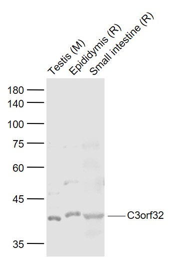 Lane 1: Mouse Testis lysates; Lane 2: Rat Epididymis lysates; Lane 3: Rat Small intestine lysates probed with C3orf32 Polyclonal Antibody, Unconjugated (bs-15174R) at 1:1000 dilution and 4˚C overnight incubation. Followed by conjugated secondary antibody incubation at 1:20000 for 60 min at 37˚C.