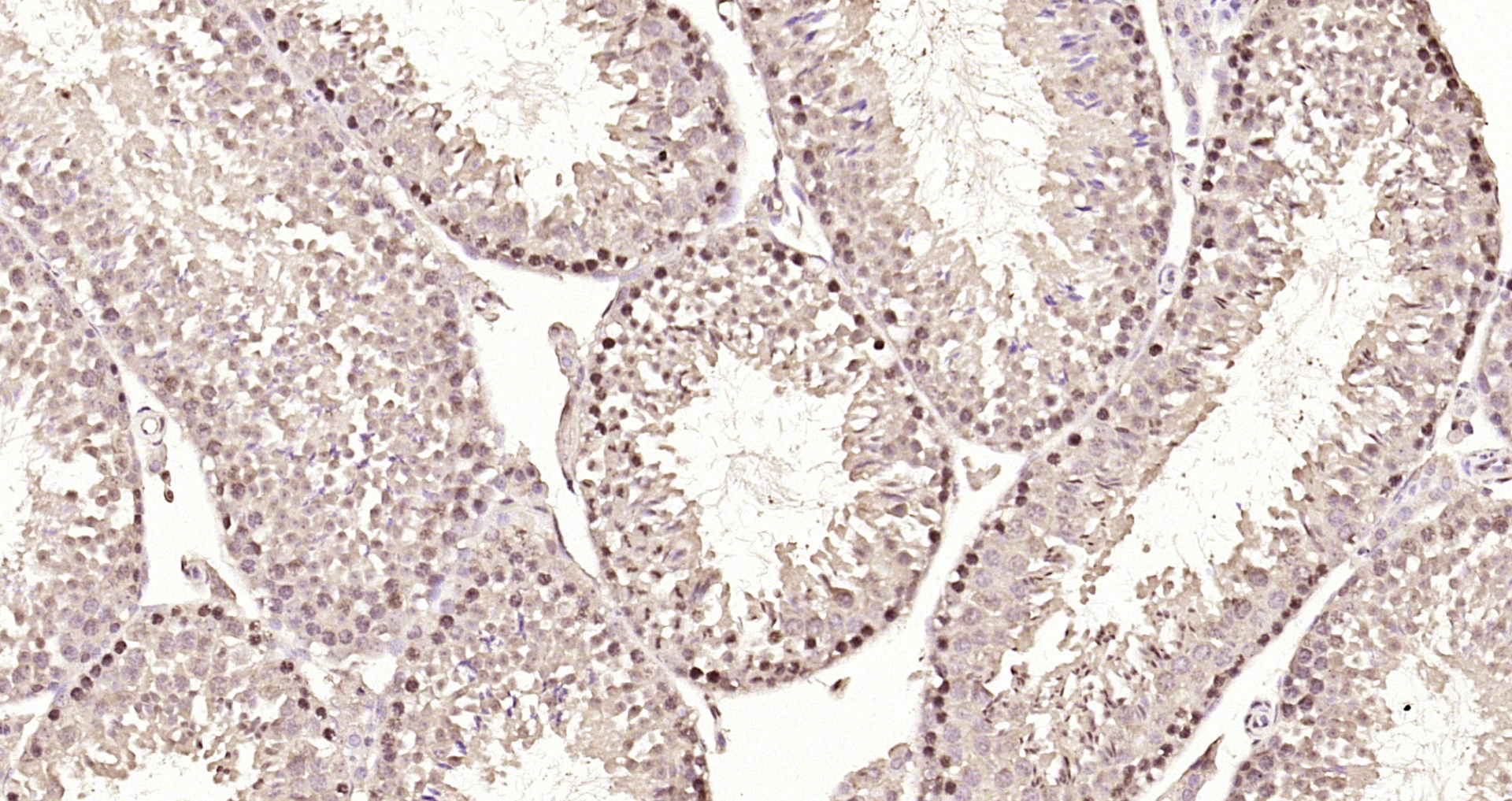 Paraformaldehyde-fixed, paraffin embedded Mouse testis; Antigen retrieval by boiling in sodium citrate buffer (pH6.0) for 15min; Block endogenous peroxidase by 3% hydrogen peroxide for 20 minutes; Blocking buffer (normal goat serum) at 37°C for 30min; Antibody incubation with NUP160 Polyclonal Antibody, Unconjugated (bs-7843R) at 1:200 overnight at 4°C, DAB staining.