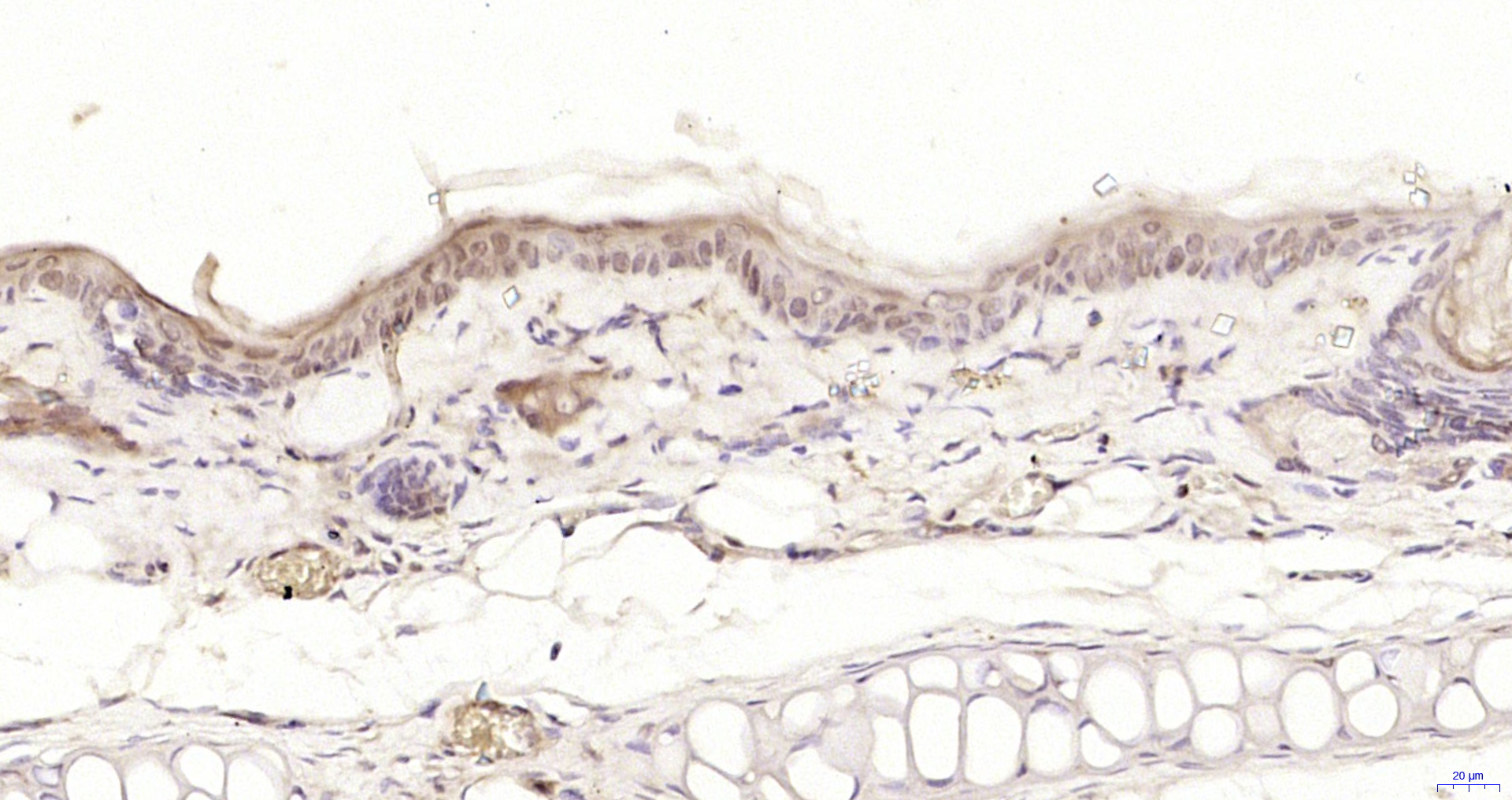Paraformaldehyde-fixed, paraffin embedded Rat skin; Antigen retrieval by boiling in sodium citrate buffer (pH6.0) for 15min; Block endogenous peroxidase by 3% hydrogen peroxide for 20 minutes; Blocking buffer (normal goat serum) at 37°C for 30min; Antibody incubation with PPHLN1 Polyclonal Antibody, Unconjugated (bs-7872R) at 1:200 overnight at 4°C, DAB staining. Paraformaldehyde-fixed, paraffin embedded Rat skin; Antigen retrieval by boiling in sodium citrate buffer (pH6.0) for 15min; Block endogenous peroxidase by 3% hydrogen peroxide for 20 minutes; Blocking buffer (normal goat serum) at 37°C for 30min; Antibody incubation with PPHLN1 Polyclonal Antibody, Unconjugated (bs-7872R) at 1:200 overnight at 4°C, DAB staining.