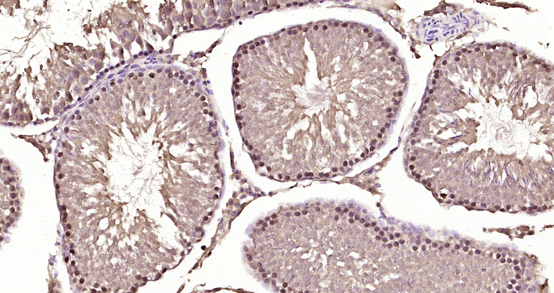 Paraformaldehyde-fixed, paraffin embedded Rat testis; Antigen retrieval by boiling in sodium citrate buffer (pH6.0) for 15min; Block endogenous peroxidase by 3% hydrogen peroxide for 20 minutes; Blocking buffer (normal goat serum) at 37°C for 30min; Antibody incubation with AKIRIN1 Polyclonal Antibody, Unconjugated (bs-9081R) at 1:200 overnight at 4°C, DAB staining.