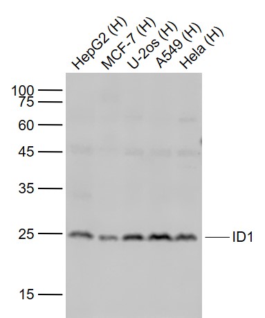 Lane 1: Human HepG2 cell lysates; Lane 2: Human MCF-7 cell lysates; Lane 3: Human U-2OS cell lysates; Lane 4: Human A549 cell lysates; Lane 5: Human Hela cell lysates probed with Id1 (5F1) Monoclonal Antibody, Unconjugated (bsm-54101R) at 1:1000 dilution and 4˚C overnight incubation. Followed by conjugated secondary antibody incubation at 1:20000 for 60 min at 37˚C.