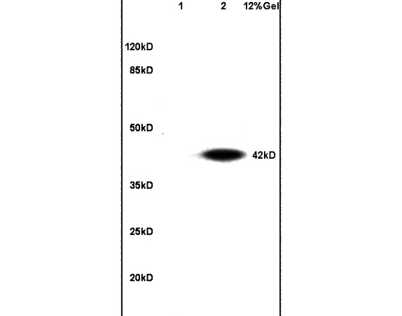 L1 mouse embryo lysates L2 mouse liver lysates probed with Anti CGP-39/YKL-40 Polyclonal Antibody, Unconjugated (bs-1093R) at 1:200 in 4˚C. Followed by conjugation to secondary antibody (bs-0295G-HRP) at 1:3000 90min in 37˚C. Predicted band 42kD. Observed band size: 42kD