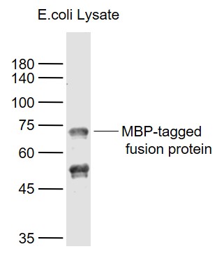 Lane 1: MBP-tagged fusion protein Overexpression E.coli Lysate (Cat#: bs-33131P) probed with Maltose Binding Protein/MBP Polyclonal Antibody, Unconjugated (bs-2967R) at 1:1000 dilution and 4˚C overnight incubation. Followed by conjugated secondary antibody incubation at 1:20000 for 60 min at 37˚C. Lane 1: MBP-tagged fusion protein Overexpression E.coli Lysate (Cat#: bs-33131P) probed with Maltose Binding Protein/MBP Polyclonal Antibody, Unconjugated (bs-2967R) at 1:1000 dilution and 4˚C overnight incubation. Followed by conjugated secondary antibody incubation at 1:20000 for 60 min at 37˚C.