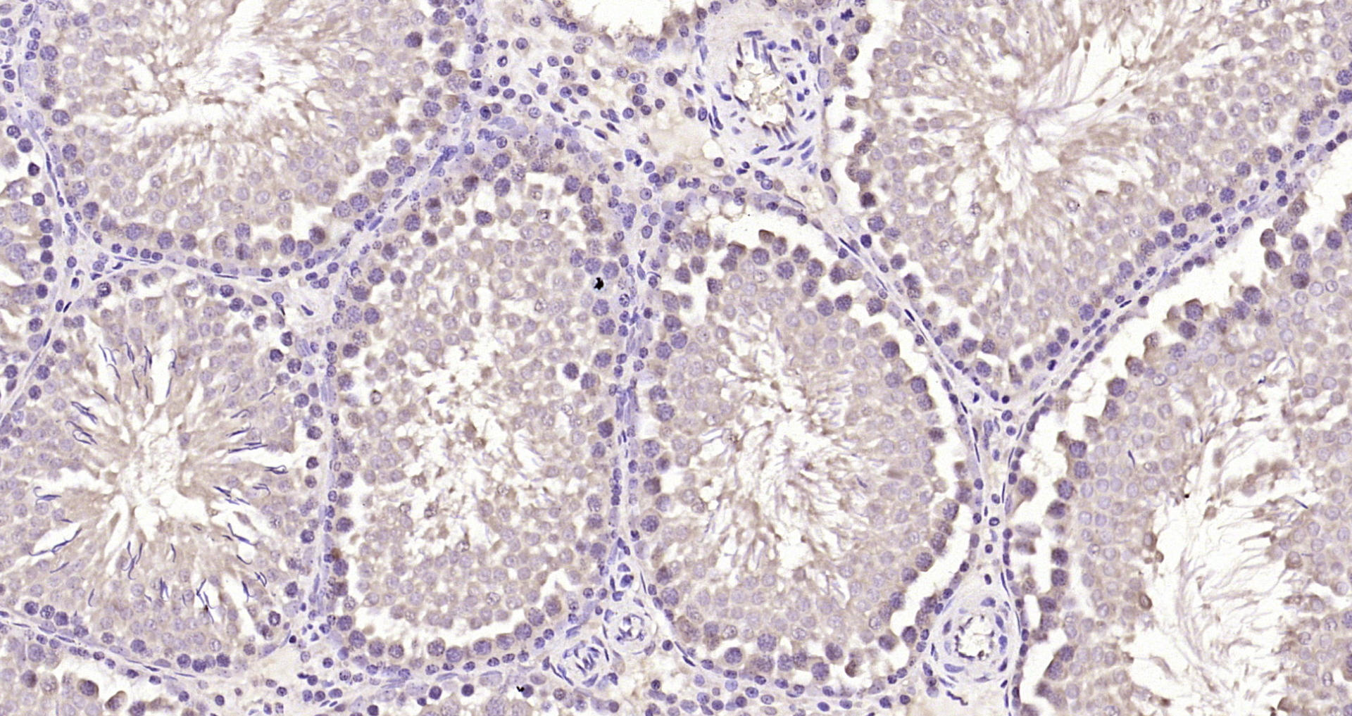 Paraformaldehyde-fixed, paraffin embedded Rat testis; Antigen retrieval by boiling in sodium citrate buffer (pH6.0) for 15min; Block endogenous peroxidase by 3% hydrogen peroxide for 20 minutes; Blocking buffer (normal goat serum) at 37°C for 30min; Antibody incubation with PACRG Polyclonal Antibody, Unconjugated (bs-9289R) at 1:200 overnight at 4°C, DAB staining.