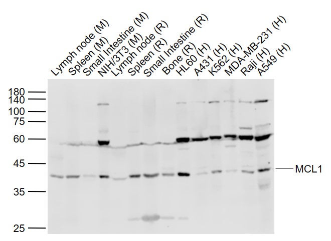 Lane 1: Mouse Lymph node lysates; Lane 2: Mouse Spleen lysates; Lane 3: Mouse Small intestine lysates; Lane 4: Mouse NIH/3T3 cell lysates; Lane 5: Rat Lymph node lysates; Lane 6: Rat Spleen lysates; Lane 7: Rat Small intestine lysates; Lane 8: Rat Bone lysates; Lane 9: Human HL-60 cell lysates; Lane 10: Human A431 cell lysates; Lane 11: Human K562 cell lysates; Lane 12: Human MDA-MB-231 cell lysates; Lane 13: Human Raji cell lysates; Lane 14: Human A549 cell lysates probed with MCL1 Polyclonal Antibody, Unconjugated (bs-23315R) at 1:1000 dilution and 4˚C overnight incubation. Followed by conjugated secondary antibody incubation at 1:20000 for 60 min at 37˚C.