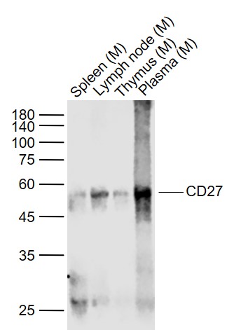 Lane 1: Mouse Spleen lysates; Lane 2: Mouse Lymph node lysates; Lane 3: Mouse Thymus lysates; Lane 4: Mouse Plasma lysates probed with CD27 (3C3) Monoclonal Antibody, Unconjugated (bsm-54318R) at 1:1000 dilution and 4°C overnight incubation. Followed by conjugated secondary antibody incubation at 1:20000 for 60 min at 37°C.